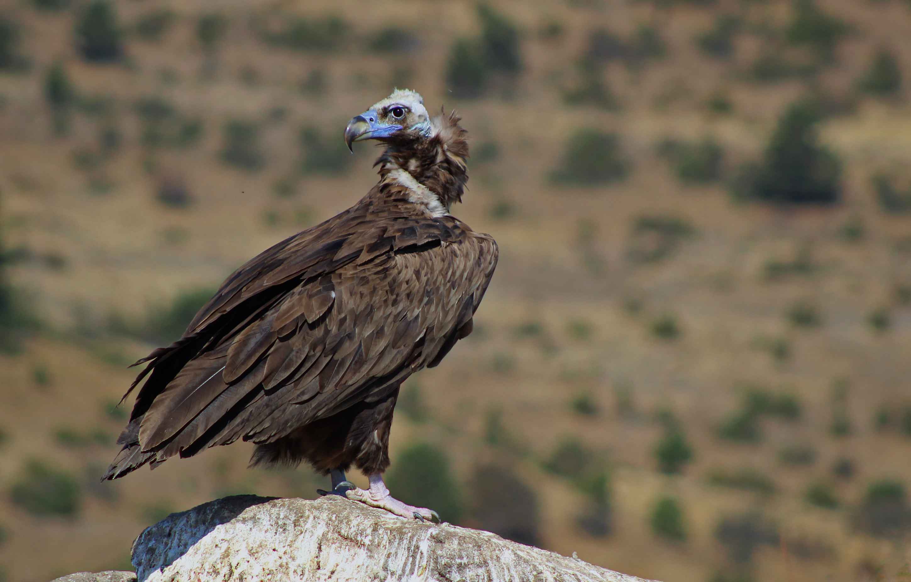 Cinereous Vulture
